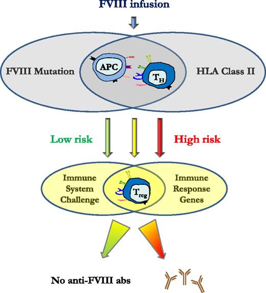 Figure 1. Schematic model of anti-FVIII inhibitor formation. The causative FVIII mutation and HLA class II will be the main contributors to the risk of development of antibodies; from very low risk (green) unlikely to experience any antibodies with commercially available FVIII concentrates to very high risk (red). The final immune response and outcome will then be fine-tuned by T-regulatory cells and a variety of immune regulatory molecules, the activity of which will be defined genetically by therapy-related factors and immune system challenges.
