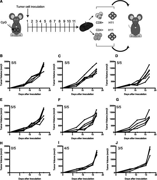 Figure 4. Transferred T cells from ibrutinib-CpG–treated mice prevent tumor growth in adoptive hosts. (A) Negatively selected CD3, CD8, or CD4 T-cell populations were mixed with H11 tumor cells (100:1 ratio) and co-injected into naïve C57BL/6 mice. (B-D) CD3, CD4, or CD8 T cells, respectively, from naïve mice. (E-G) CD3 T cells from tumor-bearing animals, untreated, ibrutinib-treated, or CpG-treated, respectively. (H-J) CD3, CD4, or CD8 T cells, respectively, from mice treated with the combination of ibrutinib and CpG. (n = 5 mice per group; this experiment was repeated twice with similar results.)