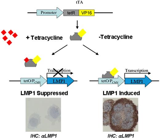 Figure 1. Schematic representation of the tet-Off system. The tTA binds specifically to the tet-Off (tetO) operator sequences upstream of the CMV promoter (PCMV). The tetO/PCMV represents the tetracycline response element (TRE). In the presence of tetracycline, the binding of this antibiotic to tTA blocks its binding to the TRE (left), and transactivation of the LMP1 oncogene does not occur. The LMP1 oncogene, under the control of TRE, is activated by tTA (right) in the absence of tetracycline resulting in LMP1 oncoprotein expression. tetR, tetracycline repressor protein; VP16, herpes-simplex virus encoded transcriptional activator.