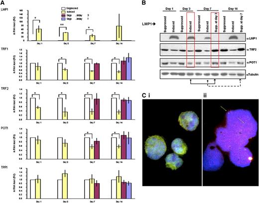 Figure 5. LMP1-induced changes in expression levels of shelterin RNAs and proteins are reversible. (A) Quantitative reverse-transcriptase polymerase chain reaction analysis of the mRNA expression of indicated shelterin genes on LMP1 expression and suppression. The mRNA levels of indicated genes (in relative units) at days 1, 3, 7, and 14 are normalized with expression of 3 housekeeping genes to the LMP1-suppressed cells at each time point. Also shown are levels for the mRNAs at days 7 and 14 if the expression of LMP1 was suppressed at day 3 (burgundy bars) or at day 14 if LMP1 expression was suppressed at day 7 (blue bars). Bars show mean values ± standard deviation of 3 independent experiments. *P < .05; **P < .0001 by Student t test. (B) LMP1 induced changes in expression levels of indicated shelterin proteins. Upper panel: BJAB-tTA-LMP1 cells were induced for the expression of LMP1 for 3, 7, and 14 days by removal of tetracycline. Protein levels of LMP1, TRF2, POT1, and α-tubulin as loading control were analyzed by western blotting by using corresponding antibodies. Reduction of shelterin proteins is observed (TRF2 and POT1) when LMP1 expression is induced. The suppression of LMP1 at day 3 returns shelterin proteins to the initial level of expression at day 7 (red boxes), and the suppression of LMP1 induction at day 7 returns shelterin proteins to the initial level of expression at day 14. Representative results from 3 independent experiments are shown. (C) Combined telomere FISH (red) and TRF2 immunostaining (green). Panel Ci: BJAB-tTA-LMP1–suppressed transfectant at day 14 shows nuclear TRF2 either free (green) or associated with mainly midsized telomeres (red) resulting in an orange-yellow signal in mononuclear cells. Panel Cii: BJAB-tTA-LMP1–induced cell with RS-like morphology. Abundant small telomeres and aggregates but nearly absent TRF2 (green arrows) were observed. Nuclei were counterstained with DAPI (blue).