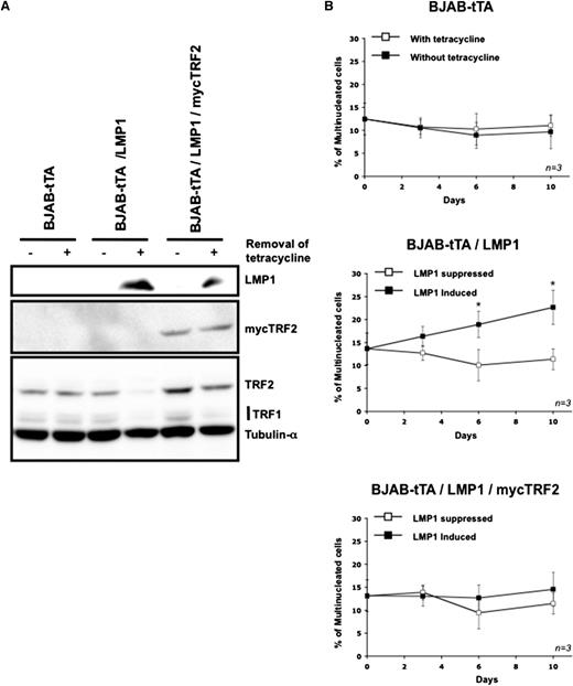 Figure 6. Maintenance on the expression of mycTRF2 after induction of LMP1 abolishes multinuclearity. (A) Representative western blot for the expression of mycTRF2, TRF2, and TRF1 in cells exposed for 3 days to the removal of tetracycline. Upper panel: LMP1 expression. Middle panel: expression of mycTRF2 revealed with anti-myc antibody. Lower panel: expression of TRF2 and TRF1 compared with α-tubulin as loading control, using a mix of antibody. In the double stable transfectant BJAB-tTA-LMP1/mycTRF2 (lanes 5 and 6) mycTRF2 is equally expressed independent of LMP1 expression, whereas total TRF2 (LMP1-dependent TRF2 and mycTRF2) is high in the presence of tetracycline (LMP1 suppressed, lane 5) but equal to mycTRF2 in the absence of tetracycline (LMP1 expressed, lane 6). Note also the LMP1-induced suppression of TRF1 (lanes 4 and 6). (B) Count of multinucleated cells by using the Operetta system in the presence or absence of tetracycline over a period of 10 days. Cell line analyzed is indicated in top of each panel. LMP1 expression results in a significant increase of bi- or multinuclear cells only in the BJAB-tTA-LMP1–induced cells (mid panel), whereas LMP1-independent, CMV-driven TRF2 expression compensates the LMP1-induced TRF2 suppression, abolishing multinucleation (bottom panel). Based on 3 independent experiments. *P < .05, Student t test).