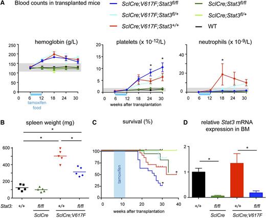 Figure 1. Effects of Stat3 deficiency on the phenotype of JAK2-V617F transgenic and control mice. (A) Time course of blood counts in recipients of bone marrow transplantation. Bone marrow cells (2 × 106) from noninduced donors were transplanted into lethally irradiated hosts, and 6 weeks after transplantation, the CreER fusion protein was activated with tamoxifen supplied in the food (1 mg/g). The group sizes were n = 6 for WT, SclCre;Stat3fl/+, and SclCre;V617F;Stat3fl/+ mice and n = 10 mice for all other genotypes. Results are presented as means ± SEM. Two-way ANOVA with subsequent Bonferroni post-test was used, and *P < .05 between SclCre;V617F;Stat3+/+ and SclCre;V617F;Stat3fl/fl is indicated. (B) Spleen weights 25 weeks after starting tamoxifen (n = 5 mice per group). (C) Survival of mice is shown as Kaplan-Meier curves from 2 independent pooled experiments, including the mice mentioned above. Together the group sizes were n = 12 for WT, n = 6 for SclCre;Stat3fl/+ and SclCre;V617F;Stat3fl/+ mice, n = 20 for SclCre;V617F;Stat3+/+, and n = 22 for SclCre;Stat3fl/fl and SclCre;V617F;Stat3fl/fl. *P < .05 vs WT is indicated. (D) Relative Stat3 mRNA expression in bone marrow 25 weeks after starting tamoxifen was determined by reverse transcription and quantitative PCR and normalized against GusB mRNA (n = 3 mice per genotype).