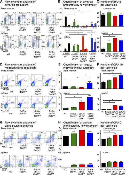 Figure 3. Flow cytometric analysis and progenitor colony assays of bone marrow and spleen. Mice were euthanized 25 weeks after starting tamoxifen. (A) Representative flow cytometry scattergrams showing the gating of erythroid precursors with CD71 and Ter119 antibodies. Region I, proerythroblasts; region II, basophilic erythroblasts; region III, late basophilic and chromatophilic erythroblasts; region IV, orthochromatophilic erythroblasts. (B) Histograms of the means of erythroid precursors ± SEM (n = 3 mice per genotype). (C) Numbers of erythroid progenitors assessed by colony assays in methylcellulose. BFU-E, burst forming unit erythroid. (D) Flow cytometry scattergrams showing the gating of megakaryocytic population with CD41/61 and CD42c antibodies. (E) Histograms of the means of megakaryocytic population ± SEM (n = 3 mice per genotype). (F) Numbers of megakaryocyte progenitors assessed by colony assays in collagen-based medium. CFU-Mk, colony forming unit megakaryocyte. (G) Representative flow cytometry scattergrams of granulocytes/monocytes using MAC1 and Gr1 antibodies. (H) Histograms of the means of MAC1/Gr1 double-positive myeloid progenitors ± SEM (n = 3 mice per genotype). (I) Numbers of myeloid progenitors assessed by colony assays in methylcellulose. CFU-G, colony forming unit granulocyte. Bone marrow and spleen from 2 mice per group were analyzed on duplicate plates. One-way or 2-way ANOVA with subsequent Bonferroni post-test was used, and *P < .05 is indicated.