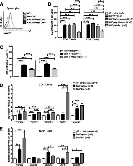 Figure 2. Inhibiting CXCR4 in AA mice reduces T-cell homing to the BM. (A) Representative histograms of CXCR4 expression on splenocytes from WT C57BL/6 mice, poly:IC-treated Mx1-cre+/− mice (Mx1-cre+/−; Mx1-cre only control), poly:IC-treated CXCR4fl/flMx1-cre−/− mice (CXCR4fl/flMx1-cre−/−; poly:IC control), or poly:IC-treated CXCR4fl/flMx1-cre+/− mice (CXCR4fl/flMx1-cre+/−; CXCR4−/−). (B) Donor splenocytes from (A) were used to induce AA in F1 recipient mice (BMF). On day +17 postdisease induction, percentages of BM-infiltrating CD4+ and CD8+ T cells in AA mice were assessed by flow cytometry and compared with mice that were irradiated only (γIR control); n = 7 mice per group. (C) Mice were induced with AA (BMF), and from days +7 to +16 postdisease induction, were treated with PBS (BMF + PBS) or with the CXCR4 antagonist, AMD3100 (BMF + AMD3100). Percentages of BM-infiltrating CD4+ and CD8+ T cells in AA mice were determined as in (B); n = 11 mice per group. (D-E) F1 hybrid mice were irradiated only (γIR control) or AA was induced by transferrin 5 × 107 WT C57BL/6 splenocytes (BMF). On day +17 postdisease induction, the MFI of CXCR4, CXCR7, CX3CR1, CCR5, and CXCR3 on (D) CD4+ and (E) CD8+ T cells from the spleens and BM of AA mice or irradiation controls was assessed by flow cytometry. Expression was relative to γIR control and was calculated by dividing the MFI of BMF samples by the mean MFI of γIR controls; n = 8 mice per group. Data are the mean ± SEM, and were analyzed by one-way ANOVA plus Tukey post-test. *P < .05; **P < .01; ***P < .001.