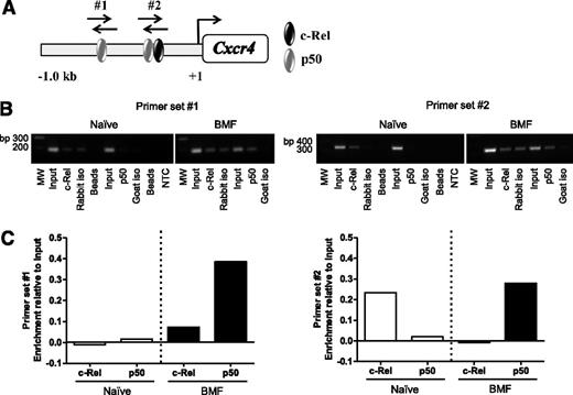 Figure 4. The NF-κB p50 subunit differentially binds the Cxcr4 promoter in T cells of AA mice. (A) Schematic representation of the Cxcr4 promoter showing relative location of predicted binding sites for NF-κB subunits, p50 and c-Rel, and regions amplified by primer sets #1 and #2 (not shown to scale). (B) Representative image of agarose gel showing 2 amplified regions of the Cxcr4 promoter. Chromatin was from BM-infiltrating CD8+ cells of mice induced with AA (BMF; right) or spleen-infiltrating CD8+ T cells of noninduced mice (Naïve; left) immunoprecipitated using antibodies specific for p50 and c-Rel. (C) Quantification of band intensities of Naïve and BMF samples subjected to ChIP in (B). Data are representative of 2 independent experiments.