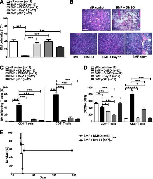 Figure 5. Inhibiting NF-κB signaling in AA mice reduces CXCR4 expression in T cells and attenuates AA. F1 hybrid mice were irradiated only (γIR control) or AA was induced with 5 × 107 WT C57BL/6 splenocytes. Mice were treated with DMSO (BMF + DMSO), DHMEQ (BMF + DHMEQ), or Bay11 (BMF + Bay11). In some mice, AA was induced with 5 × 107 p50−/− splenocytes (BMF p50−/−). On day +17 postdisease induction, mice were harvested and (A) total BM cellularity was determined by trypan blue exclusion; n = 12 mice per group. (B) Representative hematoxylin and eosin staining of sternum from 1 representative animal each of irradiation control (γIR control), DMSO-treated AA mouse (BMF + DMSO), DHMEQ-treated AA mouse (BMF + DHMEQ), Bay11-treated AA mouse (BMF + Bay11), and 1 mouse that received p50−/− splenocytes (BMF p50−/−). Scale bar = 200 μM. (C) Percentages of BM-infiltrating CD4+ and CD8+ T cells in irradiation controls or AA mice that received DMSO, DHMEQ, Bay11, or p50−/− splenocytes were determined by flow cytometry; n = 12 mice per group. (D) MFI of CXCR4 protein expression on BM-infiltrating CD4+ and CD8+ T cells of AA mice that received DMSO, DHMEQ, Bay11, or p50−/− splenocytes was assessed by flow cytometry and compared with CXCR4 MFI on BM-infiltrating T cells of irradiation controls; n = 12. (E) Kaplan–Meier survival estimates of AA mice whose disease was induced with WT splenocytes and treated with DMSO (n = 8) or Bay11 (n = 7), beginning on day +7 postdisease induction and continuing until day +17 postdisease induction. Data are the mean ± SEM, and analyzed using one-way ANOVA plus Tukey post-test or log-rank test for survival estimates. *P < .05; **P < .01; ***P < .001.