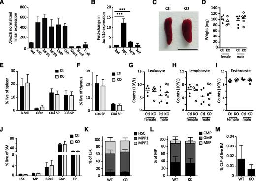 Figure 1. Jarid1b is not required for steady-state hematopoiesis. (A) Expression of Jarid1b in hematopoietic populations.18 (B) qRT-PCR of Jarid1b expression in HSCs, MPPs (LSKCD34+), and MPs (Lineage–Sca1–ckit+). (C) Image of Jarid1b WT and KO spleen. Bar represents 1 cm. (D) Weight of Jarid1b control (WT or heterozygote) and KO spleens. FACS analysis of spleen (E) and thymus (F) from 8-week-old male Jarid1b control or KO mice. Blood count analysis of Jarid1b control and KO PB for leukocytes (G), lymphocytes (H), and erythrocytes (I). (J) FACS analysis of hematopoietic populations within the BM of Jarid1b KO mice. Error ± standard deviation, n = 5 mice per group; ***P < .001. (K) Frequency of HSCs, MPP1 (LSK34+Flk2−), and MPP2 (LSKCD34+Flk2+) within the BM LSK compartment. (L) Frequency of CMPs (LSKCD34+FcγRαmid), GMPs (LSKCD34+FcγRαhi), and MEPs (LSKCD34−FcγRα−) of the BM MP compartment. (M) Frequency of CLPs (Lineage−Flk2hiIL7Rα+) within live BM. Error ± standard deviation; n = 3. B cell, IgM+B220+; CLP, common lymphoid progenitor; CMP, common myeloid progenitor; Ctl, control; EP, erythroid progenitor (Ter119+CD71+); FACS, fluorescence-activated cell sorter; GMP, granulocyte-macrophage progenitor; Gran, granulocyte (Mac1+Gr1+); LSK, Lineage–Sca1+cKit+; MEP, megakaryocyte-erythroid progenitor; MP, myeloid progenitor; qRT-PCR, quantitative reverse-transcription polymerase chain reaction; SP, single positive; WT, wild-type.