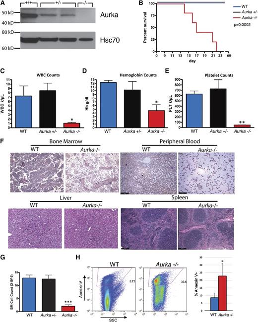 Figure 1. AURKA is required for hematopoiesis. (A) Western blot of Aurka in bone marrow lysates prepared from Aurkafl/fl (WT), Aurkafl/+/Mx1-Cre (Aurka+/−), and Aurkafl/f/Mx1-Cre (Aurka−/−) mice 14 days after 3 doses of pI-pC treatment. Heat shock protein 70 (Hsc70) is included as a loading control. (B) Survival curve for WT, Aurka+/−, and Aurka−/− mice after pI-pC treatment. Day 1 refers to the day of the first pI-pC injection. The significance of the difference in survival curves was calculated by log-rank test. P = .0002. n = 4 to 5 mice per group, respectively. (C-E) Analysis of the peripheral blood white blood cell count, hemoglobin, and platelet counts from mice 14 days after the first pI-pC injection. Data are shown as the means ± standard deviation (SD). (F) H&E-stained sections of bone marrow, spleen, and liver from control and homozygous-deleted mice 14 days after the first pI-pC injection. Peripheral blood smears from control and homozygous-deleted mice were stained with May-Grünwald Giemsa. Slides were viewed with a Leica DM4000B microscope fitted with a 10× Leica HCX PL Fluorotar objective. Images were acquired with Leica DFC320 camera and Leica LAS v4.4 software at room temperature. (G) Bone marrow cellularity 14 days after pI-pC treatment of control, heterozygous, and homozygous-deleted mice. Data are shown as the means ± SD. n = 6. (H) Loss of Aurka in vivo results in increased apoptosis as measured by annexin V staining 14 days after pI-pC treatment. (Left) Representative flow cytometry plot. (Right) Bar graph with mean ± SD. n = 3. *P < .05; **P < .01; ***P < .001.