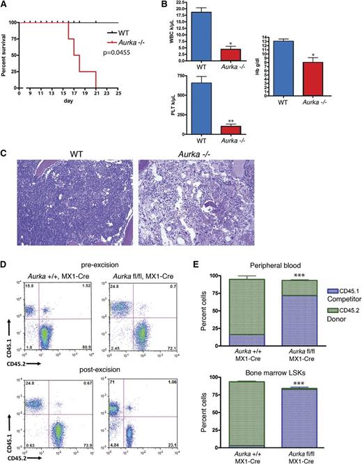 Figure 3. The hematopoietic defect in Aurka−/− mice is cell autonomous. (A) In noncompetitive transplant experiments, mice engrafted with Aurkafl/fl/Mx1-Cre (Aurka−/−) bone marrow died within 21 days of pI-pC treatment. (B) Complete blood counts from mice transplanted with Aurkafl/fl/Mx1-Cre (Aurka−/−) and Aurka+/+/MX1-Cre (WT) bone marrow 17 days after pI-pC treatment. Data are shown as mean ± SD. (C) H&E-stained sections of sternum bone marrow from WT and Aurka−/− mice. Images were acquired as described in Figure 1F. (D) CD45.1 and CD45.2 stained bone marrow cells from representative Aurka+/+/MX1-Cre and Aurkafl/fl/Mx1-Cre mice before and 4 weeks after pI-pC treatment were analyzed by flow cytometry. Percentages of CD45.1+ cells and CD45.2+ cells are shown. (E) Bar graph depicts percentage of donor CD45.2+ (green) or WT CD45.1+ competitor (blue) cells after pI-pC administration, as determined by CD45.1 and CD45.2 staining of peripheral blood and bone marrow LSK cells. The genotype of the donor cells is indicated on the x-axis. Data are shown as the means ± SD, n = 6. *P < .05; **P < .01; ***P < .001.