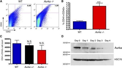 Figure 4. Megakaryocytes persist in the absence of Aurka. (A-B) Fourteen days after pI-pC treatment, bone marrow cells were isolated from control and knockout mice, erythrocytes were lysed, and cells were stained with CD41 and CD42. Representative (A) flow plots and (B) bar graph with means ± SD are shown; n = 8. (C) Absolute numbers of CD41+/CD42+ cells in the bone marrow 14 days after pI-pC treatment revealed no significant difference between the WT, Aurka+/−, and Aurka−/− samples. Means ± SD are shown; n = 5. (D) Western blot of Aurka levels during THPO-induced megakaryocytic differentiation of murine bone marrow cells. Hsc70 is shown as a loading control. ***P < .001.