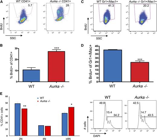 Figure 5. Megakaryocytes continue cycling in the absence of Aurka. (A) Representative flow plots of BrdU incorporation in CD41+ cells revealed that deletion of Aurka significantly increased the proportion of cycling megakaryocytes. (B) Percentage of BrdU-positive CD41+ cells in the bone marrow of WT or Aurka−/− mice 3 days after pI-pC treatment. Means ± SD are shown; n = 3. (C) In contrast, cycling Gr1+/Mac1+ cells decrease following pI-pC treatment. Representative flow plots are shown. (D) Percentage of BrdU-positive Gr1+/Mac1+ cells in the bone marrow 3 days after pI-pC treatment. Means ± SD are shown; n = 3. (E) DNA content of CD41+ cells following pI-pC treatment. (Left) Bar graph depicting means ± SD; n = 3. (Right) Representative flow cytometry plots of DNA content. Numbers refer to the 2N, 4N, and ≥8N populations. ***P < .001; **P < .01; *P < .05.