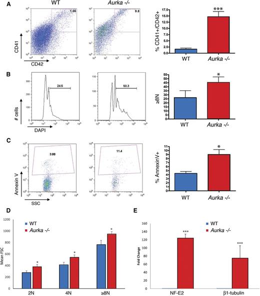 Figure 6. Ex vivo deletion of Aurka increases CD41 and CD42 expression, DNA content, and apoptosis of megakaryocytes. (A-C) Deletion of Aurka by expression of Cre in Aurkafl/fl cells (Aurka−/−) significantly increased (A) CD41+CD42+ cells, (B) DNA content of CD41+ cells, and (C) apoptosis of the CD41+ population relative to Aurkafl/fl cells without Cre (WT). (Left) Representative flow plots. (Right) Bar graphs of means ± SD; n = 4. (D) Flow cytometry was used to measure the size of the CD41+ cells after deletion; significant increases in cell size were observed across the different ploidy classes. (E) Quantitative reverse transcriptase-PCR determination of expression changes in the master megakaryocyte regulator NF-E2 and β1-tubulin following Aurka deletion. Mean fold increases ± SD are shown. ***P < .001; *P < .05.