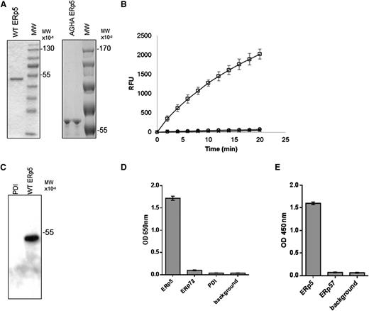 Figure 1. Purification of wild-type ERp5, ERp5-AGHA, and polyclonal antibodies to ERp5. (A) Purified wild-type (WT) ERp5 (2 μg) and ERp5-AGHA (2 μg) were subjected to sodium dodecyl sulfate–polyacrylamide gel electrophoresis and stained with coomassie blue dye. (B) Disulfide reductase activity of wild-type ERp5 (100 nM; □) and ERp5-AGHA (100 nM; ○). The relative increase in fluorescence produced by the reduction of di-E-GSSG is reported as a function of time. Di-E-GSSG probe plus DTT alone (×) serves as a negative control. (C) Immunoaffinity-purified anti-ERp5 antibody (0.5 μg/mL) detects wild-type ERp5 (50 ng) but does not detect PDI (500 ng) on western blot analysis. (D) ELISA of immunoaffinity-purified anti-ERp5 antibody (0.1 ng/mL) binding to recombinant His-tagged ERp5, His-tagged ERp72, or His-tagged PDI coated at 0.1 μg per well. Background indicates no bound thiol isomerases. N = 3 in triplicate; error bars represent 2 standard deviations. (E) ELISA of immunoaffinity-purified anti-ERp5 antibody (0.1 ng/mL) binding to recombinant His-tagged ERp5 or His-tagged ERp57. Background indicates no bound thiol isomerases. Proteins were coated at 0.1 μg per well. N = 3 in triplicate; error bars represent 2 standard deviations. These assays were developed with goat anti-rabbit IgG conjugated to HRP and to HRP chromogenic substrate tetramethylbenzidine, and OD was measured at 650 nm (D). In some experiments, the tetramethylbenzidine reaction was terminated with the addition of 50 μL of 0.16 M sulfuric acid, and OD was measured at 450 nm (E). MW, molecular weight; OD, optical density; RFU, relative fluorescence units.
