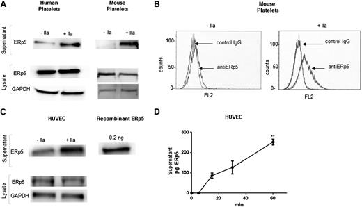 Figure 3. Secretion of ERp5 from platelets and endothelial cells. (A) Detection of ERp5 in lysate and supernatant of human and mouse (C57BL/6) platelets. Equal number of platelets were stimulated with thrombin (+IIa) at a dose of 0.5 U/mL or maintained in the resting state (−IIa). The supernatant (containing the platelet releasate) was separated from the platelets by centrifugation, and the platelets were lysed. Platelet lysates were probed for ERp5 and GAPDH. Platelet supernatants were probed for ERp5. (B) Expression of ERp5 on the surface of mouse platelets. Washed platelets were prepared from C57BL/6 mouse blood and activated with mouse thrombin (0.5 U/mL). Resting (−IIa) and activated (+IIa) platelets were incubated with monoclonal anti-human ERp5 antibody or isotype control (IgG) antibody, both labeled with Alexa Fluor 647. (C) Detection of ERp5 in the supernatant and lysate of cultured HUVECs before (−IIa) and after (+IIa) stimulation with 0.5 U/mL thrombin. HUVEC lysate was probed for ERp5 and GAPDH. HUVEC supernatant was probed for ERp5. (D) Release of ERp5 from thrombin-stimulated HUVECs over time as determined by densitometry compared to ERp5 control. N = 3; error bars represent standard deviation; **P < .005. GAPDH, glyceraldehyde-3-phosphate dehydrogenase; pg, picograms.