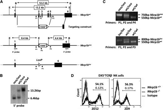 Figure 1. Generation of NKR-P1B-deficient mice. (A) Nkrp1b deletion strategy. Exons 2 to 5 were replaced with a floxed neomycin (neor) cassette by homologous recombination in ES cells of B6 background. Correctly targeted ES cell clones were selected by Southern blot analysis and used to generate Nkrp1bneo mice. These mice were bred with CMV-cre Tg mice to produce Nkrp1blox mice. Filled boxes denote exons (numbered), and arrowheads represent PCR primers (P) described in the “Materials and methods” section. The location of 5′ and 3′ Southern probes is underlined, and EcoRV (E) and BamHI (B) restriction enzyme sites are shown. (B) Southern blot of EcoRV-digested genomic DNA from mice of the indicated genotypes using the 5′ probe. (C) PCR analysis of tail DNA from Nkrp1bneo and Nkrp1blox mice. (D) Surface expression of NKR-P1B is absent on NK cells from NKR-P1B-deficient mice. Splenocytes from WT and Nkrp1blox/lox mice were stained with mAbs to DX5, TCRβ, and NKR-P1B (2D9 and 2D12). The percentage of NKR-P1B+ NK cells (DX5+TCRβ–) is indicated. PCR, polymerase chain reaction.