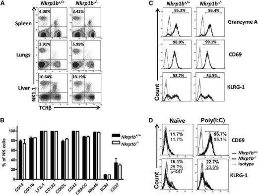 Figure 3. Expression of developmental and activation markers on NK cells from NKR-P1B-deficient mice. (A) Similar proportions of NK cells in the spleen, lungs, and liver of WT and NKR-P1B-deficient littermate mice were observed. A representative plot from each group of mice is shown. The NK cell percentage is indicated. (B) Graphical representation of cell surface marker expression on NK cells from WT and NKR-P1B-deficient littermate mice (n = 6 mice). Splenocytes were stained with mAbs against NK1.1, TCRβ, and various cell surface markers. The mean ± SD of the percentage of positively staining NK cells is depicted. (C) Expression of intracellular granzyme A and activation markers (CD69 and KLRG-1) on NK cells from WT and NKR-P1B-deficient littermates following interleukin-2 treatment in vitro for 3 days. The percentage of positively stained NK cells is indicated. Gray line represents staining with an isotype antibody. (D) Expression of CD69 and KLRG-1 on NK cells from naïve and poly(I:C)-treated WT and NKR-P1B-deficient littermates. The percentage of positively stained NK cells is indicated. Statistical analysis was performed by Student t test, and P values are indicated.SD, standard deviation.