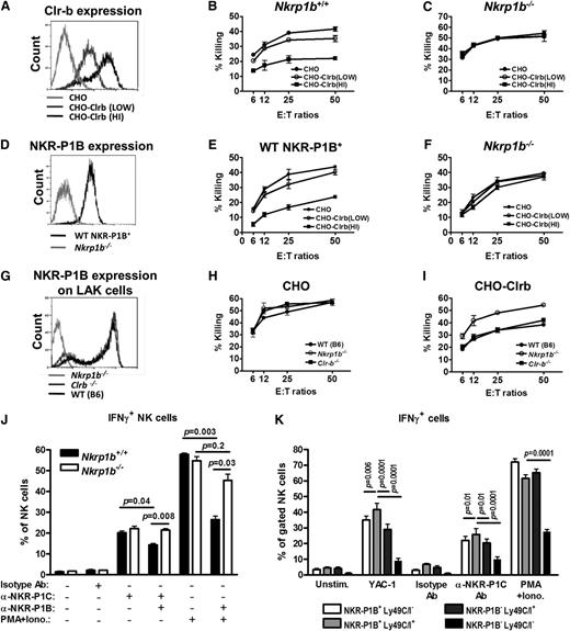 Figure 4. NKR-P1B-deficient NK cells are not inhibited by Clr-b on target cells. (A) Flow cytometric analysis of Clr-b expression on Clr-b-transfected CHO cells. Two clones with high (HI) and low expression levels are shown. (B-C) Ability of LAK cells from WT and NKR-P1B-deficient mice to kill CHO target cells was tested by 51Cr-release assay. Data are represented as mean ± SD of percent killing measured in triplicate wells at different effector cell (E) to target cell (T) ratios. (D) NKR-P1B expression on sorted WT NKR-P1B+ and NKR-P1B-deficient LAK cells (NK1.1+TCRβ−), which were further expanded in culture with interleukin-2. (E-F) Ability of sorted WT NKR-P1B+ and NKR-P1B-deficient LAK cells to mediate cytotoxicity toward CHO target cells was tested by 51Cr-release assay. Data are represented as the mean ± SD of percent killing measured in triplicate. (G) NKR-P1B expression on LAK cells from WT, Clr-b-deficient, and NKR-P1B-deficient mice. (H-I) Ability of LAK cells from WT, Clr-b-deficient, and NKR-P1B-deficient mice to kill CHO and Clr-b-expressing CHO (CHO-Clrb) target cells was tested by 51Cr-release assay. Data are represented as mean ± SD of percent killing measured in triplicate wells at different E:T ratios. (J) Splenocytes from NKR-P1B-deficient and WT mice, pretreated with poly(I:C), were incubated with plate-bound isotype control antibody (Isotype Ab), anti-NKR-P1C antibody (NK1.1), or PMA/ionomycin for 5 hours in the presence or absence of plate-bound anti-NKR-P1B antibody (2D12). Intracellular IFN-γ in NK cells was analyzed by flow cytometry, and the mean percentage ± SD of IFN-γ+ NK cells for each stimulation is shown. (K) Splenocytes from WT mice were incubated with YAC-1 cells, plate-bound anti-NKR-P1C antibody (NK1.1), isotype control antibody, or PMA/ionomycin for 5 hours. Intracellular IFN-γ in NK cell subsets, based on the expression of NKR-P1B and Ly49C/I receptors, was analyzed by flow cytometry, and the mean percentage ± SD of IFN-γ+ NK cells for each stimulation is shown. Data in panels A-K are representative data from 1 of multiple independent experiments. Statistical analysis was performed by Student t test, and P values are indicated where applicable. Ab, antibody; PMA+Iono, PMA/ionomycin.