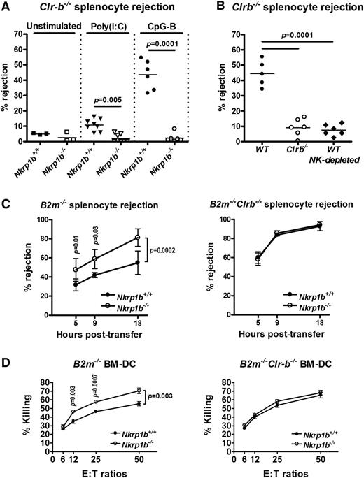 Figure 5. NKR-P1B-deficient mice show impaired acute rejection of Clr-b-deficient splenocytes but enhanced rejection of MHC-I-deficient splenocytes. (A) Rejection of 5-(and 6)-carboxyfluorescein diacetate succinimidyl ester (CFSE)-labeled splenocytes from Clr-b−/− mice 18 hours after injection. Some mice were treated with poly(I:C) or CpG-B ODN for 24 or 6 hours, respectively, before CFSE-labeled splenocyte injection. Each symbol represents an individual mouse. Small horizontal bars represent mean values. Data are pooled from multiple experiments. (B) Rejection of CFSE-labeled splenocytes from Clr-b−/− mice 18 hours after injection. Some of the WT mice were treated with anti-NKR-P1C antibody (NK1.1) to deplete NK cells (NK-depleted). All mice were treated with CpG-B ODN for 6 hours before CFSE-labeled splenocyte injection. Each symbol represents an individual mouse. Small horizontal bars represent mean values. Data are pooled from 2 independent experiments. (C) Rejection of CFSE-labeled splenocytes from B2m−/− and B2m−/−Clr-b−/− mice at different time points after injection. Mice were not stimulated before splenocyte injection. Mean ± SD of percent rejection at each time point is shown. Data are pooled from multiple experiments. Statistical analysis was performed by Student t test, and P values are indicated. (D) Ability of LAK cells from WT and NKR-P1B-deficient mice to mediate cytotoxicity toward B2m−/− or B2m−/−Clr-b−/− BM-DCs was tested by 51Cr-release assay. Data are represented as the mean ± SD of percent killing measured in triplicate. Statistical analysis was performed by Student t test, and P values are indicated.