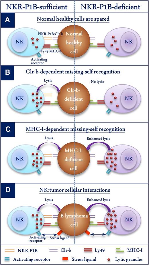 Figure 7. Schematic representation of the role of NKR-P1B:Clr-b recognition in NK cell function. Four different scenarios depicting NK cell function in the presence or absence of NKR-P1B:Clr-b recognition are shown. (A) Normal healthy cells express MHC-I and Clr-b, which are recognized by inhibitory Ly49 and NKR-P1B receptors on NK cells, respectively, resulting in their protection from NK cells. Normal MHC-I levels are sufficient to protect these cells from NKR-P1B-deficient NK cells. (B) WT NK cells kill Clr-b-deficient target cells through an MHC-I-independent missing-self response. NKR-P1B-deficient NK cells cannot sense Clr-b-deficiency on target cells. (C) WT NK cells efficiently kill MHC-I-deficient target cells through MHC-I-dependent missing-self recognition. NKR-P1B-deficient NK cells are more efficient in killing MHC-I-deficient cells, possibly due to lack of Clr-b-mediated inhibition and a higher dependence on MHC-I-mediated education. (D) B lymphoma cells express normal levels of MHC-I and Clr-b. Tumor cells also express ligands for activating NK cell receptors, making them susceptible to NK cells. In the absence of inhibitory NKR-P1B receptor signals, NK cells have improved immunosurveillance capacity against Clr-b-expressing tumor cells, which can escape immune detection by WT NK cells.