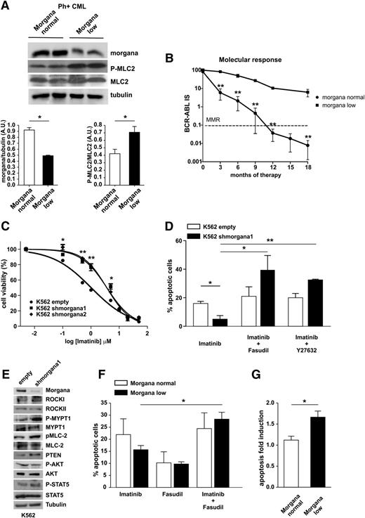 Figure 5. Morgana underexpression synergizes with BCR-ABL and negatively affects CML treatment efficacy. (A) Western blot analysis of BM protein extracts from 2 representative Morgana normal and Morgana low Ph+ CML patients stained with antibodies against morgana, phosphorylated MLC2 (P-MLC2), total MLC2, and tubulin. The graphs show the densitometric quantification of morgana bands normalized to tubulin and P-MLC2 bands normalized to total MLC2 (n = 4 patients per group). (B) Correlation between normal and low morgana expression levels and patients’ molecular response during TKI treatment in CML patients stratified for the levels of expression of morgana by IHC (Morgana normal, n = 9; Morgana low, n = 3). (C) Dose-response curves of K562 infected with an empty vector (empty) or with vectors carrying 2 different shRNAs against morgana (shmorgana1 and 2) treated for 48 hours with different imatinib concentrations (0.005-0.1-0.5-1-5-10-20-50 μM) analyzed by MTT assay (mean r2 = 0.98). Viability was expressed as a percentage of untreated cells. (D) Percentages of apoptotic K562 empty or shmorgana1 in response to 48 hours’ treatment with imatinib (1 μM), imatinib (1 μM) + fasudil (10 μM), and imatinib (1 μM) + Y27632 (20 μM). (E) Western blot analysis of K562 empty and shmorgana stained with antibodies against morgana, ROCKI, ROCKII, P-MYPT1, MYPT1, P-MLC2, MLC2, PTEN, P-AKT, AKT, P-STAT5, STAT5, and tubulin. (F) Apoptosis quantification of BM cells from Ph+ patients cultured in the presence of imatinib (10 μM), the ROCK inhibitor fasudil (10 μM), or a combination of the 2 drugs (Morgana normal, 6 patients; Morgana low, 9 patients). Bars represent the percentages of Annexin V–positive cells for each treatment. (G) Mean of apoptosis fold-induction calculated on BM cells treated with imatinib and fasudil vs imatinib alone for each individual patient. *P < .05, **P < .01, ***P < .001.