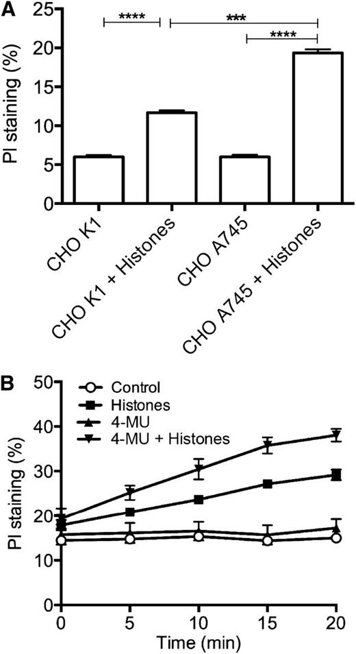 Figure 2. Cell surface glycocalyx protects against histone-induced cell death. (A) CHO-K1 and CHO-A745 cells were incubated with or without histones (50 µg/mL for 4 hours at 37°C), and membrane permeability to PI was measured by fluorimetry. (B) EA.hy926 cells grown in the presence or absence of 4-MU (100 µM for 24 hours at 37°C) were incubated with or without histones (50 µg/mL), and membrane permeability to PI was measured by fluorimetry. Data are presented as mean ± SEM of 3 independent experiments using one-way ANOVA with Bonferroni’s multicomparison test. ****P < .0001, ***P < .001.