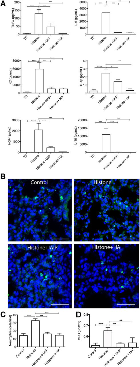 Figure 6. In vivo effect of IAIP and HMW-HA in a mouse model of histone challenge. (A) Effect of IAIP and HMW-HA on histone-induced production of proinflammatory cytokines and chemokines. TNFα, IL-6, KC, IL-1β, monocyte chemoattractant protein-1 (MCP-1), and IL-10 levels in mouse plasma collected 3 hours after challenge with 50 mg/kg histones alone (n = 5) or preincubated with 50 mg/kg IAIP (n = 5) or 90 mg/kg HMW-HA (n = 5). Data are presented as mean ± SEM and analyzed with one-way ANOVA with Bonferroni’s multicomparison test. ****P < .0001, ***P < .001, **P < .01, and *P < .05 compared with the histones challenge group. (B) Immunostaining of neutrophil elastase in the lungs of mice injected with histones alone, histones incubated with IAIP or HMW-HA, and controls. Nuclei are shown in blue. Magnification bars: 100 µm. (C) Quantitation of neutrophils in the lungs; histogram data are shown as mean ± SEM for 10 microscopic fields collected from at least 3 different animals per condition. One-way ANOVA with Bonferroni’s multicomparison test was used; ***P < .001 compared with the histone challenge group. (D) Measurement of MPO activity in plasma from mice injected with histones only compared with controls and histones preincubated with IAIP or HMW-HA. Data are shown as mean ± SEM from 3 independent experiments using one-way ANOVA with Bonferroni’s multicomparison test. ***P < .001 and **P < .01 compared with the histone challenge group.