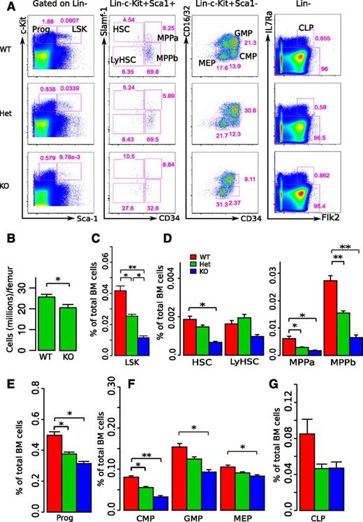 Figure 1. miR-29a/b-1-null mice exhibit decreased bone marrow cellularity and significantly reduced numbers of HSPCs. (A) Representative flow cytometric analyses. Each column includes WT littermate, miR-29a/b-1 Het, and miR-29a/b-1-null (KO) mice. Live cells were gated based on propidium iodide exclusion. Prior gates for each subpopulation are indicated on the top of each column. Specific HSPC populations and their frequencies were calculated based on total bone marrow cell counts and were identified as shown. (B) Total bone marrow cell counts were based on bilateral femur cell recoveries. (C-G) Summarized results of bone marrow HSPC frequencies assessed by flow cytometry. The cell populations evaluated were indicated at the x-axis, and the y-axis represents the frequencies of these populations among total bone marrow cells. Each group included 7 to 10 mice. Error bars indicated SEM. Statistical significance was calculated using a Student t test: *P < .05; **P < .01.