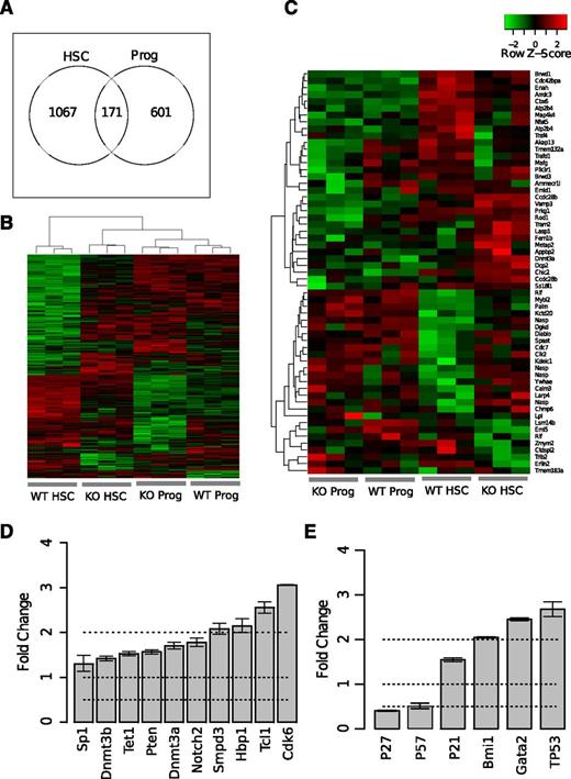 Figure 6. Gene expression profiling analysis reveals dysregulation of miR-29a targets in HSCs. (A) Numbers of differentially expressed genes in miR-29a/b-1 KO or WT HSCs (Lin−c-Kit+Sca-1+CD34−Slam+) or committed progenitor (Lin−c-Kit+Sca-1−; Prog) cells. Genes were selected using a P value threshold of <.05 and a fold change >1.5. (B) Unsupervised clustering analysis of dysregulated genes identified in A. (C) Unsupervised clustering analysis of genes predicted to be targets of miR-29a. Predicted targets were identified using targetscan.org (Release 6.1). (D) Validation of changes in the expression levels of reported regulators of bone marrow HSPCs using c-Kit-enriched bone marrow cells from miR-29a/b-1 WT or KO mice by qRT-PCR. Fold change was calculated by comparing KO with WT cells. The genes shown represent predicted miR-29a target genes with fold change >1 in miR-29a/b-1 KOs compared with WT littermates. (E) Selected regulators of HSC function were chosen based on published genetic evidence. Fold change was relative to WT type. Error bars represent SEM from triplicate experiments.