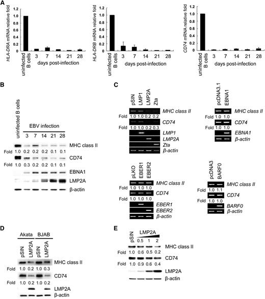 Figure 1. Downregulation of the expression of MHC class II and CD74 in LCLs. CD19-positive B cells were seeded in a 12-well plate at a density of 1 × 106 cells per well and infected with EBV. RNA and proteins were harvested at the time points indicated. (A) The expression of HLA-DRA, HLA-DRB1, and CD74 transcripts was measured by RT-Q-PCR. The relative fold of the transcripts was normalized to uninfected B cells with the corresponding β-actin mRNA. This is a representative result from 6 independent experiments from anonymous donors. (B) Protein expression of MHC class II, CD74, EBNA1, LMP2A, and β-actin was detected by western blotting. Detection of β-actin served as an internal control. (C) BJAB cells were transfected with EBNA1 or BARF0 expression plasmids or infected with EBER1, EBER2, LMP1, LMP2A, or Zta lentiviruses. Expression of MHC class II, CD74, EBNA1, EBER1, EBER2, BARF0, LMP1, LMP2A, and Zta transcripts in the transfectants and lentiviruses-infected cells were analyzed by RT-PCR. β-actin was detected as an internal control. (D) Akata and BJAB cells were infected with LMP2A-expressing lentiviruses. Cell lysates were harvested and the expression of MHC class II, CD74, and LMP2A was detected by western blotting. β-actin was detected as an internal control. (E) BJAB cells were infected with various doses of LMP2A-expressing lentiviruses. At day 5 postinfection, cell lysates were harvested for the detection of MHC class II, CD74, and LMP2A by western blot analysis. β-actin was detected as an internal control. The experiment was performed 3 times, and 1 representative is shown.