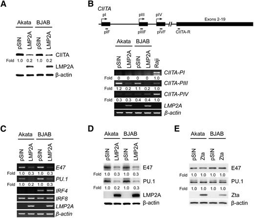 Figure 2. LMP2A downregulates the expression of CIITA, E47, and PU.1. (A) Akata and BJAB cells were infected with LMP2A-expressing lentiviruses. Expression of CIITA and LMP2A was detected by western blotting. (B) The expression of the CIITA-PI, CIITA-PIII, CIITA-PIV, and LMP2A transcripts was measured by RT-PCR analysis. Raji cells were used as a positive control for the CIITA promoters. (C) Expression of E47, PU.1, IRF4, IRF8, and LMP2A was measured by RT-PCR analysis. (D) Expression of E47, PU.1, and LMP2A was detected by western blotting. (E) Akata and BJAB cells were infected with Zta-expressing lentiviruses. Expression of E47, PU.1, and Zta was detected by western blotting. β-actin was detected as an internal control. Each experiment was performed 3 times, and 1 representative is shown.