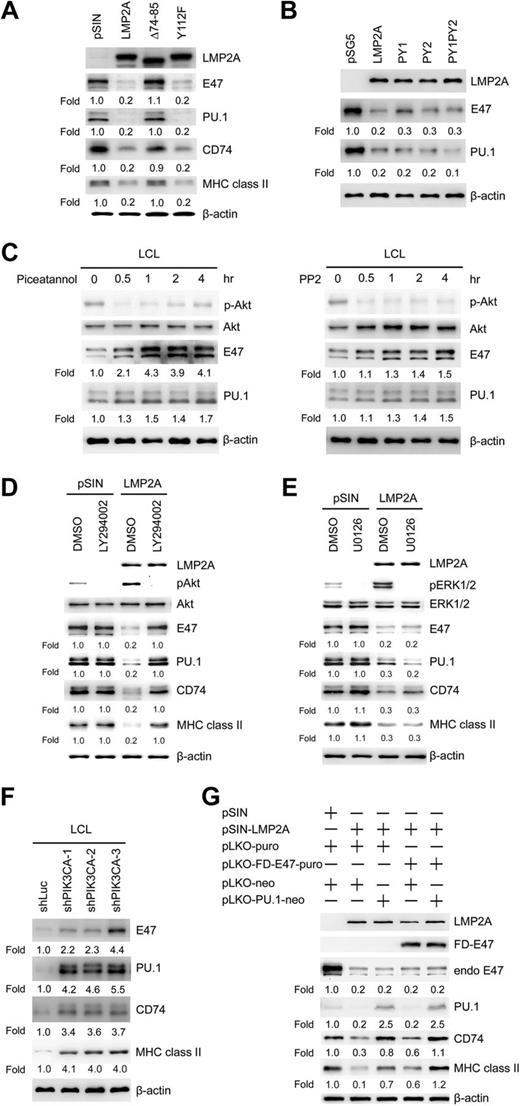 Figure 3. LMP2A downregulates the expression of E47 and PU.1 through the PI3K/Akt pathway. (A) BJAB cells were infected with LMP2A-, LMP2A-Δ74-85–, or LMP2A-Y112F–expressing lentiviruses. Expression of LMP2A, E47, PU.1, CD74, and MHC class II was analyzed by western blotting. β-actin was detected as an internal control. (B) BJAB cells were transfected with wild-type LMP2A or LMP2A with mutated PY motif expression plasmids, and the transfectants were subjected to western analysis of LMP2A, E47, and PU.1. β-actin was detected as an internal control. (C) LCLs were cultured in the presence of 25 μM Piceatannol or 10 μM PP2 at the indicated time. Expression of phospho-Akt (pAkt), total Akt, E47, and PU.1 was analyzed by western blotting. β-actin was detected as an internal control. (B-C) Experiments were performed twice, and 1 representative is shown. (D-E) BJAB cells were infected with LMP2A-expressing lentiviruses or vector control. After 5 days, the cells were cultured in the presence of 20 μM LY294002 (D) or 20 μM U0126 (E) paired to dimethylsulfoxide (DMSO) control for 48 hours. Cell lysates were subjected to western analysis of E47, PU.1 CD74, MHC class II, and LMP2A. β-actin was detected as an internal control. (D) Special detection of pAkt and total Akt and (E) detection of phosphoERK1/2 (pERK1/2) and total ERK. (F) LCLs were infected with sh-Luc or sh-PIK3CA expressing lentivirus and the cell lysates were subjected to western analysis of E47, PU.1, CD74, and MHC class II. β-actin was detected as an internal control. (G) BJAB cells were infected with LMP2A, PU.1, or forced-dimered-E47 (FD-E47) lentiviruses and transfectants were subjected to western analysis of FD-E47, endogenous E47 (endo-E47), PU.1, CD74, MHC class II, and LMP2A. β-actin was detected as an internal control. Each experiment was performed 3 times, and 1 representative is shown.