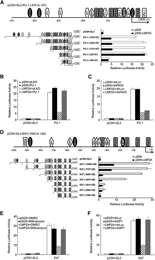 Figure 5. LMP2A inhibited the E47 and PU.1 promoter activity. (A) Schematic map of the promoter region of PU.1 (−470 to +57). Deletion constructs derived from the PU.1 construct (−470 to +57) were subcloned into the pCDH-GL3 luciferase reporter vector. BJAB cells were infected with pSIN- and LMP2A-expressing lentiviruses. After 3 days, the cells were infected with the reporter lentiviruses indicated. After 4 days, luciferase activities from each transfectant were normalized with the GFP intensities. (B) BJAB cells were transduced with pLKO or PU.1 lentiviruses. After 5 days, infected BJAB cells were transduced with PU.1- (−470 to +57), pSIN-, or LMP2A-expressing lentiviruses and then the luciferase activities were measured and normalized to GFP activity at day 5 postinfection. (C) BJAB cells were transduced with shLuc or shPAX5 lentiviruses. After 5 days, infected BJAB cells were further transduced with PU.1- (−470 to +57), pSIN-, or LMP2A-expressing lentiviruses. At day 5 postinfection, the luciferase activities were measured and normalized to GFP activity. (D) Schematic map of the promoter region of E47 (−1000 to +29). Deletion constructs derived from the E47 construct (−1000 to +29) were subcloned into the pCDH-GL3 luciferase reporter vector. The 293T cells were transfected with pSG5- and LMP2A-expressing plasmids. After 3 days, the luciferase activities were measured and normalized to GFP activity. (E) The 293T cells were transfected with pCDH-GL3-E47– (−1000 to +29), pSG5-, or LMP2A-expressing plasmids and treated with 500 nM Mithramycin. At day 3 postinfection, the luciferase activities were measured and normalized to GFP activity. (F) The 293T cells were infected with shLuc or shSP1 lentiviruses. After 5 days, infected 293T cells were transfected with pCDH-GL3-E47– (−1000/+29), pSG5-, or LMP2A-expressing plasmids. At day 3 postinfection, the luciferase activities were measured and normalized to GFP activity. Each experiment was performed 3 times, and 1 representative is shown.