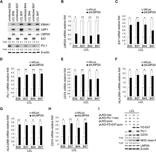 Figure 6. LMP2A is the key factor of EBV inhibiting the expression of E47 and PU.1 and their downstream genes. (A) Expression of EBNA1, LMP1, LMP2A, E47, PU.1, and β-actin in various pairs of uninfected primary B cells and EBV-immortalized LCLs was detected by western blotting. β-actin served as an internal control. (B-H) The LCL lines B36, B37, B44, and B47 were infected with shLuc or shLMP2A lentiviruses. After 5 days, the RNA and protein were harvested. Expression levels of the LMP2A (B), E47 (C), PU.1 (D), CIITA (E), HLA-DRA (F), HLA-DRB (G), and CD74 (H) transcripts were measured by RT-Q-PCR. (I) LCL B47 cells were infected with PU.1 or FD-E47 expression lentiviruses. Expression of E47, PU.1, CD74, MHC class II, and LMP2A was analyzed by western blotting. β-actin was detected as an internal control. (Paired t test, *P < .05; **P < .01). Each experiment was performed 3 times, and 1 representative is shown.