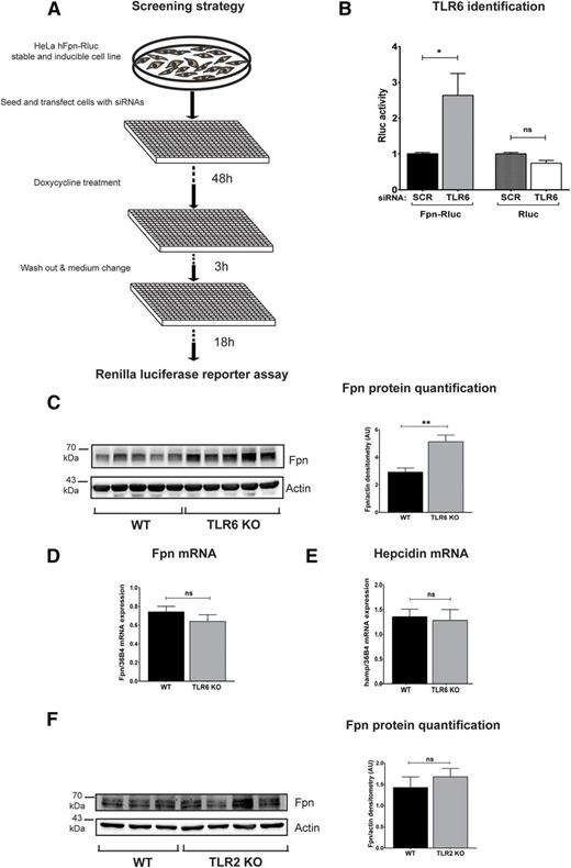 Figure 1. Identification of TLR6 as a novel regulator of ferroportin protein. (A) A stable and doxycycline-inducible HeLa cell line expressing a human ferroportin-Renilla luciferase fusion protein (Fpn-RLuc) was used for RNAi screening. Renilla luciferase activity (Rluc), used as a reporter of ferroportin expression, was measured 70 hours after reverse transfection of siRNA pools. The screen was performed in duplicates and the cellHTS2 software was used for data analysis. (B) Rluc activity was measured upon scramble (scr) or TLR6 interference with pooled siRNAs in the HeLa cell line expressing Fpn-Rluc and in a HeLa cell line expressing only the reporter protein. Data are presented as means ± SEM from at least 4 independent experiments. *P < .05; Student t test. (C,F) Western blot analysis of endogenous ferroportin expression in BMDMs isolated from WT or TLR6-deficient (TLR6 KO) mice or TLR2-deficient (TLR2 KO) mice; β-actin was used as loading control. Western blot images were acquired and quantified with the Vilber Lourmat Fusion-FX Chemiluminescence system. (D-E) Ferroportin and hepcidin mRNA levels were determined by qRT-PCR and calibrated to 36B4 mRNA levels. Data are means ± SEM; BMDMs were derived from at least 4 different mice per group. Each lane in the Western blot analysis represents the protein lysate obtained from a single mouse. **P < .01; Student t test.