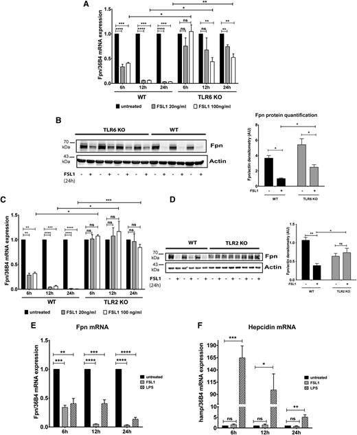 Figure 2. FSL1-mediated TLR2/6 ligation reduces ferroportin expression in BMDMs without activating hepcidin mRNA expression. (A,C) qRT-PCR analysis of ferroportin mRNA in BMDMs from WT and TLR6-deficient mice (A), and from WT and TLR2-deficient mice (C) stimulated with FSL1 (20 ng/mL or 100 ng/mL) for the indicated time. (B,D) Western blot analysis and quantification of ferroportin expression in BMDMs from WT and TLR6-deficient mice (B) and from WT and TLR2-deficient mice (D) treated with 100 ng/mL FSL1 for 24 hours. β-actin detection ascertains equal sample loading. (E-F) Ferroportin and hepcidin mRNA expression in BMDMs after FSL1 and LPS (100 ng/mL) stimulation. mRNA levels were normalized to 36B4 mRNA levels. All data are reported as means ± SEM; BMDMs were derived from at least 4 different mice per group. Each lane in the Western blot analysis represents the protein lysate obtained from a single mouse. *P < .05; **P < .01; ***P < .001; Student t test.