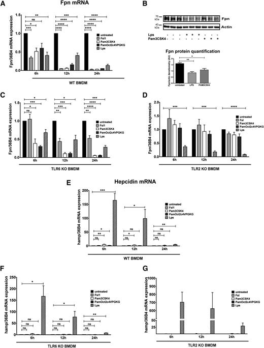 Figure 3. Ferroportin downregulation is mediated by TLR2 and TLR4 ligands whereas hepcidin activation is limited to the TLR4 ligand LPS in BMDMs. (A,C-D) Ferroportin mRNA expression was determined by qRT-PCR in WT (A), TLR6-deficient (C), and TLR2-deficient (D) BMDMs stimulated with 100 ng/mL TLR2 ligands (FSL1, PAM3CSK4, PamOct2C-(VPG)4VPGKG) or TLR4 ligand (LPS) for the indicated time. (B) Western blot analysis and quantification of ferroportin expression in BMDMs from WT mice treated with 100 ng/mL LPS and PAM3CSK4 for 24 hours. β-actin was used as loading control. (E-G) Hepcidin mRNA expression was analyzed in the same samples. The mRNA quantification was calibrated to 36B4 mRNA levels. All data are reported as means ± SEM; BMDMs were derived from at least 4 different mice per group. Each lane in the Western blot analysis represents the protein lysate obtained from a single mouse. *P < .05; **P < .01; ***P < .001; ****P < .0001; Student t test.
