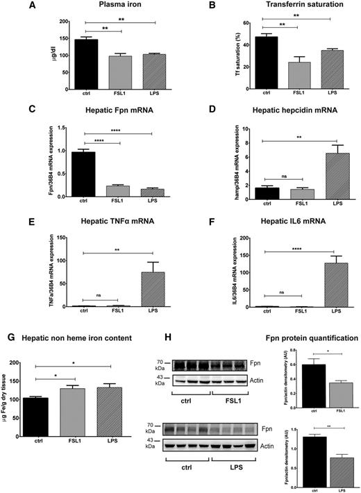 Figure 4. Hepcidin-independent acute hypoferremia in mice. WT mice were injected with saline (ctrl), FSL1, or LPS (25 ng of ligand per g body weight) and analyzed 3 hours after injection. (A-B) Plasma iron levels and transferrin saturation were assessed. (C-F) Hepatic ferroportin, hepcidin, TNFα, and IL6 mRNA levels were determined by qRT-PCR and normalized to 36B4 mRNA levels. (G) The hepatic non-heme iron content was quantified as indicated. (H) Western blot analysis and quantification of ferroportin expression in the liver of injected mice. β-actin was used as loading control. Each lane in the Western blot analysis represents the protein lysate obtained from a single mouse. Data are means ± SEM. Results are representative of 3 independent experiments. *P < .05; **P < .01; ***P < .001; Student t test; n = 6 mice per group.