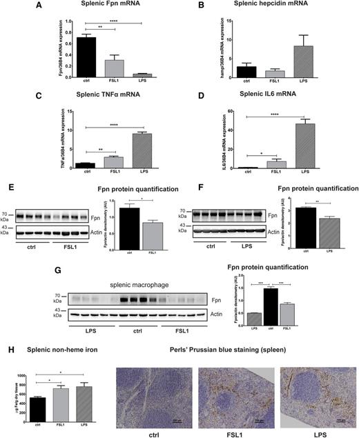 Figure 5. The decrease in splenic ferroportin levels is independent of hepcidin activation. WT mice were injected with saline (ctrl), FSL1, or LPS (25 ng of ligand per gram of body weight) and the spleens were analyzed 3 hours after injection. (A-D) Ferroportin, hepcidin, TNFα, and IL6 mRNA expression was assessed by qRT-PCR. (E-G) Western blot analysis and quantification of ferroportin expression in the whole spleen (E-F) and in splenic macrophages isolated from the injected mice (G). β-actin was used as loading control. (H) Splenic non-heme iron content and DAB-enhanced Perls’ iron staining show iron retention in red pulp macrophages of the spleen of FSL1- and LPS-injected mice. Each lane in the western blot analysis represents the protein lysate obtained from a single mouse. Data are means ± SEM. *P < .05; **P < .01; ***P < .001; Student t test; n = 6 mice per group.