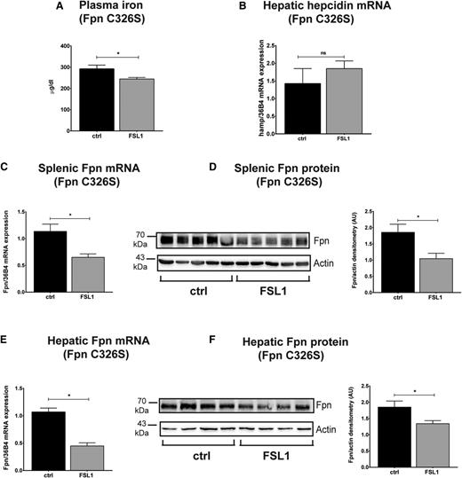 Figure 6. Inflammatory hypoferremia and ferroportin protein downregulation are preserved in C326S ferroportin knock-in mice with a disrupted hepcidin/ferroportin regulatory circuitry. (A) Plasma iron level in C326S ferroportin mutant mice injected with FSL1 (100 ng/g body weight) for 3 hours. (B) Hepatic hepcidin mRNA levels were determined by qRT-PCR and normalized to 36B4 mRNA levels. Splenic (C-D) and hepatic (E-F) ferroportin mRNA and protein levels were analyzed by qRT-PCR and western blot in the same groups of mice. β-actin was used as loading control. Each lane in the western blot analysis represents the protein lysate obtained from a single mouse. Data are means ± SEM. *P < .05; Student t test; n = 6 mice per group.