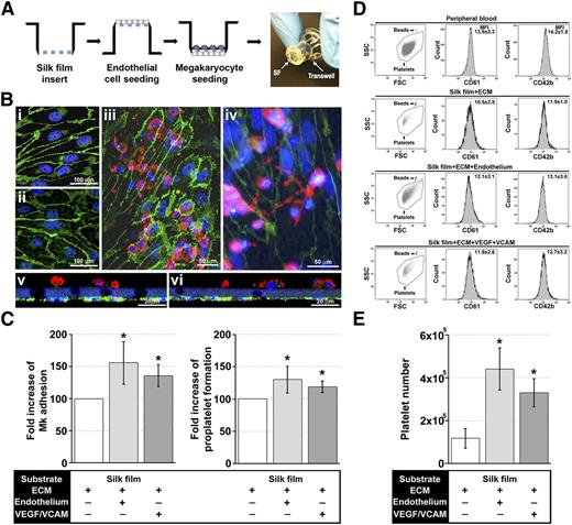 Figure 3. Role of endothelial cells and endothelial-derived molecules in the regulation of platelet formation within the silk film culture system. (A) Schematic of the EPC and Mk seeding procedure for establishment of the silk film model. (B) After 16 hours of culture on the basal side of the silk film membrane, EPCs exhibited the characteristic cobblestone morphology and expression of VE-cadherin on both (Bi) glass coverslip control and (Bii) functionalized silk film (green = VE-cadherin, blue = nuclei, scale bar = 100 µm). (Biii-Biv) Representative fluorescent image of Mk and EPC coculture on the silk film culture system (green = VE-cadherin, red = CD61, blue = nuclei, scale bar = 50 µm). (Bv-Bvi) Representative cross-sectional image of Mk and EPC coculture rendered using confocal microscopy. There was distinct localization of the EPCs (green) on the basal side of the membrane and Mks (red) on the upper side of the membrane (green = VE-cadherin, red = CD61, blue = nuclear, scale bar = 20 µm). Silk films were stained with Hoechst 33258 and visualized in blue. (C) Analysis of Mk adhesion and proplatelet formation on silk film functionalized with ECM components in the presence or not of EPCs or VEGF and VCAM-1 (average ± SD, n = 6, *P < .05). (D) CD61+CD42b+ peripheral blood platelets were used to set the platelet gating protocol. Samples were mixed with counting beads to quantify the number of released platelets. Average ± SD of the mean fluorescence intensity of CD61 and CD42b staining from 6 different experiments is reported (P = not significant). (E) Mks cultured on functionalized silk film in the presence of EPCs or VEGF and VCAM-1 produced a significantly increased number of platelets compared with functionalized silk film only (average ± SD, n = 6, *P < .01).
