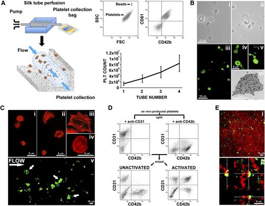 Figure 6. Analysis of ex vivo produced platelets morphology and functionality. (A) Silk microtubes are perfused with culture media for 6 hours, and released platelets are collected into gas-permeable bags. Samples are mixed with counting beads to quantify the number of platelets that are identified as CD61+CD42b+ events. A maximum of 4 different silk microtubes have been perfused concurrently. The graph shows the absolute number of platelets released per microtube embedded in the silk sponge containing 2.5 × 105 Mks. (B) Analysis of platelet morphology. (Bi-Bii) Light microscopy analysis shows preplatelets, dumbbell-shaped platelets, and disc-shaped platelet (scale bar = 10 μm). (Biii) Immunofluorescence staining of β1-tubulin (green) (scale bar = 10 μm). (Biv-Bv) Magnification highlights the microtubule coil typically showed by resting platelets (scale bar = 5 μm). (Bvi) Transmission electron microscopy analysis of ex vivo produced platelets ultrastructure (scale bar = 2 μm). (C) Analysis of platelet adhesion on type I collagen. (Ci) Tetramethylrhodamine isothiocyanate-phalloidin staining of resting platelets (scale bar = 5 μm). (Cii) After adhesion on type I collagen platelets spread and formed filopodia/lamellipodia (scale bar = 5 μm). (Ciii-Civ) Magnification highlights actin cytoskeleton reorganization with evident stress fibers assembly (scale bar = 5 μm). (Cv) CFSE+ platelets were suspended into Tyrode’s buffer containing von Willebrand factor and perfused over immobilized type I collagen at shear rate of 1000 s–1. Image shows a representative filed demonstrating platelet adhesion. Arrows indicate formation of platelet aggregates (scale bar = 10 μm). (D) Aggregation capacity was further measured by flow cytometry after stimulation with thrombin, ADP, and epinephrine. Platelets were separately labeled with CD31 or CD42b (left and right top, respectively), and then mixed 1:1, before being stimulated (bottom right) or not (bottom left) with the cocktail of agonists. (E) Analysis of ex vivo produced platelets participation to clot formation. (Ei) Ex vivo produced CFSE+ platelets were mixed with peripheral blood platelet stained with CellTracker Deep Red Dye. Clot formation was favored by addition of thrombin and visualized by confocal microscopy (scale bar = 10 μm). (Eii) Cross-sectional analysis of z-stack of the clot demonstrating that ex vivo produced platelets (green) actively interacted with in vivo derived platelets (red) with appearance of a juxtaposed signal (yellow) (scale bar = 5 μm).