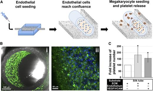 Figure 7. Adding complexity to the system: endothelial and endothelial-derived molecules promote platelet collection. (A) The silk microtube lumen supports a confluent monolayer of human endothelial cells. (Bi) Confocal microscopy images of confluent HMVEC-d into the silk microtube lumen (green = VE-cadherin; scale bar = 100 µM). (Bii) Magnification of HMVEC-d seeded into silk microtube lumen (green = VE-cadherin; blue = nuclei; scale bar = 50 µM). (C) Statistical analysis of collected platelets after perfusion of silk microtubes in presence of endothelium or functionalized with VEGF and VCAM-1 with respect to silk microtube functionalized with ECM components only (average ± SD, n = 5, *P < .05).