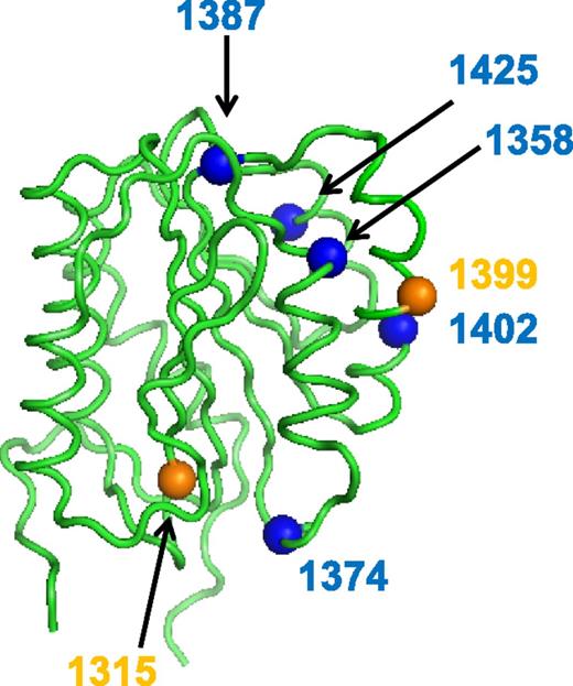 Figure 1. Location of VWF A1 domain sequence variations and their effect on collagen 4 binding. The VWF A1 domain crystal structure30 is shown here with orange spheres to indicate Zimmerman Program A1 domain sequence variations found in type 1 subjects, and the blue spheres indicate sequence variations found in type 2M subjects that were associated with reduced or absent VWF–collagen 4 binding.
