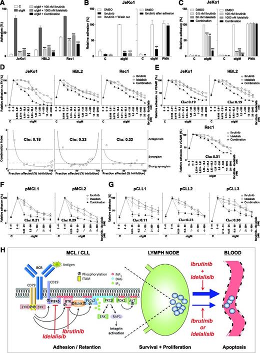 Figure 1. Ibrutinib and idelalisib inhibit BCR-controlled integrin-mediated adhesion of MCL and CLL cells in a strongly synergistic manner. (A) JeKo1, HBL2, and Rec1 cells, pretreated with 100 nM ibrutinib and/or 1 µM idelalisib for 1 hour, were stimulated with α immunoglobulin M (αIgM) and allowed to adhere to fibronectin-coated surfaces for 30 minutes. Nonadherent cells were removed by extensive washing, and adherent cells were quantified. (B) Left panel: JeKo1 cells, pretreated for 1 hour with 100 nM ibrutinib, were washed to remove unbound ibrutinib, stimulated with αIgM, and allowed to adhere to fibronectin-coated surfaces. Right panel: JeKo1 cells were stimulated with αIgM and allowed to adhere to fibronectin-coated surfaces. After 30 minutes, cells were treated with 100 nM ibrutinib for 2 hours. DMSO, dimethylsulfoxide. (C) Left panel: JeKo1 cells, pretreated with suboptimal concentrations of ibrutinib (0.5 nM) and/or idelalisib (50 nM), were stimulated with αIgM and allowed to adhere to fibronectin-coated surfaces (n = 3 independent experiments). Right panel: JeKo1 cells, pretreated with 100 nM ibrutinib and/or 1 µM idelalisib, were stimulated with αIgM or PMA and allowed to adhere to fibronectin-coated surfaces (n = 3 independent experiments). (D,E) JeKo1, HBL2, and Rec1 cells, pretreated with different concentrations of ibrutinib and/or idelalisib were stimulated with αIgM and allowed to adhere to fibronectin (FN)-coated (D) or vascular cell adhesion molecule-1(VCAM1)–coated (E) surfaces. Upper panel: adhesion plots. Lower panel: FaCI (Chou-Talalay) plots. (F,G) Primary MCL cells (F) and CLL cells (G), pretreated with different concentrations of ibrutinib and/or idelalisib, were stimulated with αIgM and allowed to adhere to fibronectin-coated surfaces. All graphs are presented as normalized means ± standard error of the mean (100% = stimulated cells without inhibitors). C, control (absence of stimulus); CI50, combination index at 50% inhibition/inhibitory concentration. *P < .05; **P < .01; ***P < .001, significantly different from DMSO controls (1-way analysis of variance followed by Dunnett t test). Details regarding materials, MCL cell lines, primary MCL and CLL cell isolation, adhesion assays, and synergy calculations are described in the supplemental Methods section on the Blood Web site. Approval was obtained from the Academic Medical Center Institutional Review Board for these studies, and informed consent was provided according to the Declaration of Helsinki. (H) Ibrutinib and idelalisib synergistically target BCR-controlled integrin-mediated retention of MCL and CLL cells in lymphoid organs. (Left panel) Antigen-stimulated BCR signaling activates PI3Kδ, which produces PIP3, resulting in the membrane recruitment of BTK, PLCγ2, and PDK1/AKT through their PH domains. LYN/SYK-mediated phosphorylation of the adaptor protein BLNK brings BTK and PLCγ2 in close proximity of each other. BTK is activated by LYN/SYK-mediated tyrosine phosphorylation, and subsequently BTK phosphorylates and activates PLCγ2. PLCγ2 produces DAG, a recruitment signal for PKC, and inositol-1,4,5-triphosphate (IP3), which causes the release of calcium from intracellular stores, resulting in PKC activation. PKC activates the RAS/extracellular signal-regulated kinase (ERK) pathway and RAP1, a switch for integrin activation. Targeting of PI3Kδ by idelalisib inhibits membrane recruitment of BTK, PLCγ2, and PDK1/AKT, and targeting of BTK by ibrutinib inhibits activation of PLCγ2. Furthermore, ibrutinib and idelalisib both inhibit BCR-controlled integrin-mediated adhesion. Moreover, the combination of ibrutinib and idelalisib results in strongly synergistic inhibition of integrin-mediated adhesion. The point of synergy between ibrutinib and idelalisib appears to lie upstream of PKC, because neither ibrutinib nor idelalisib alone nor their combination affects PMA-controlled adhesion (see panel C). Indeed, ibrutinib inhibits BTK activity, but ibrutinib-bound BTK can still bind (and block) PIP3, the product of PI3K, and idelalisib inhibits PIP3 formation, which is required for translocation and activation of BTK and its substrate PLCγ2. (Right panel) Ibrutinib and idelalisib overcome retention of MCL and CLL cells in their growth- and survival-supporting lymph node and bone marrow microenvironment, resulting in their egress from these protective niches into the circulation (lymphocytosis) and in lymphoma regression. The strongly synergistic targeting of BCR-controlled adhesion, which will result in more efficient mobilization of MCL and CLL cells, provides a strong rationale for clinical studies on combination therapy with ibrutinib and idelalisib, both from the perspective of therapy efficacy as well as drug resistance (see text for further details). DAG, diacylglycerol; ITAM, immunoreceptor tyrosine-based activation motif. Adapted with permission from de Rooij et al6 and Spaargaren et al.8