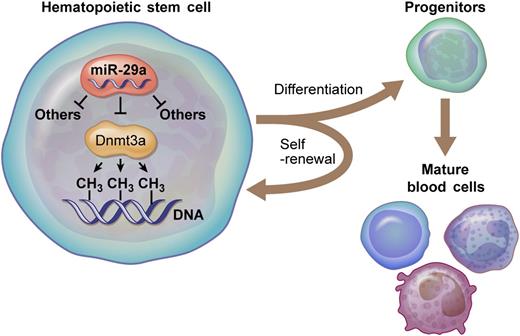 miR-29a targets Dnmt3a, a DNA methyltransferase, in HSCs. These molecular interactions are critical for normal HSC functions, including properly regulated self-renewal and differentiation. Professional illustration by Ken Probst, XavierStudio.