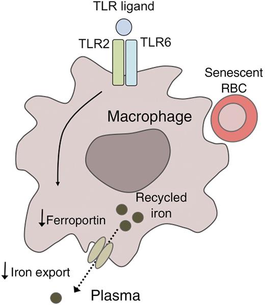 A model for TLR2/6-mediated hypoferremia. Binding of specific TLR ligands to the Toll-like receptors TLR2 and TLR6 downregulates the expression of the cellular iron exporter ferroportin in reticuloendothelial macrophages. As a result, iron that has been recycled from senescent red blood cells fails to be exported into the plasma, promoting the development of hypoferremia.