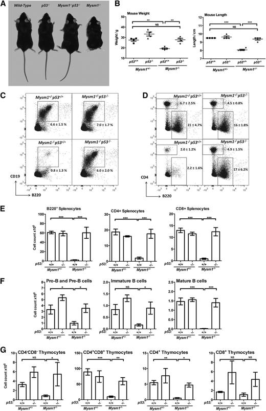 Figure 1. p53 mediates the developmental abnormalities and impaired lymphocyte differentiation in the Mysm1−/− mice. Data from mice of the following genotypes is presented: Mysm1+/−p53+/+, Mysm1+/−p53−/−, Mysm1−/−p53−/−, and Mysm1−/−p53+/+. Mysm1+/− mice were shown to be phenotypically indistinguishable from wild-type throughout our previous studies, and in this case the comparison against Mysm1+/− allowed the experimental mice to be bred as age-matched littermates. (A) Representative photograph of the mice, showing that loss of p53 rescues the growth retardation, as well as the tail and hind-limb abnormalities of the Mysm1−/− mice. (B) Mouse lengths and weights. (C) Representative flow cytometry plots of mouse bone marrow, stained for B220 and CD19, and gated on live cells. Average percentage of cells within the B220+CD19+ B-cell lineage gate is shown. (D) Representative flow cytometry plots of the mouse spleen, stained for B220 and CD4, and gated on live cells. Average percentages of cells within the B220+ B-cell gate and CD4+ T-helper cell gate are shown. (E) Numbers of B- and T-lineage cells in the spleen of the mice; cells gated as B220+, CD4+, or CD8+. (F) Numbers of pro-B and pre-B cells (B220+IgM−IgD−), immature B cells (B220+IgM+IgD−), and mature B cells (B220+IgM+IgD+) in the bone marrow of the mice. (G) Numbers of double-negative (CD4−CD8−), double-positive (CD4+CD8+), and CD4 and CD8 single-positive thymocytes in the mice. Bars show means ± SEM; *P < .05, **P < .01, ***P < .001; all data are from 4 to 5 mice per group, and are representative of 3 independent experiments. NS, nonsignificant using analysis of variance with the Bonferroni post-hoc test; SEM, standard error of the mean.