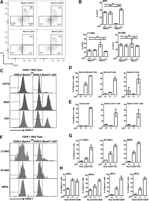 Figure 2. Loss of p53 rescues Mysm1−/− HSPC numbers and functions. (A) Flow cytometry plots gated on live KLS bone marrow cells and showing the expression of Flt3 and CD34. Stem and progenitor cell gates and population frequencies of representative samples from each group are shown. (B) Lin−cKit+Sca1+CD34−Flt3− LT-HSCs, Lin−cKit+Sca1+CD34+Flt3− ST-HSCs, and Lin−cKit+Sca1+CD34+Flt3+ MPPs as a percentage of KLS cells in the bone marrow of the mice. All data are from 4 to 5 mice per group, and are representative of 2 independent experiments. Absolute cell numbers are provided in supplemental Figure 4. (C-H) Competitive bone marrow transplantations, with the total bone marrow from Mysm1−/−p53+/+, Mysm1−/−p53+/−, or Mysm1−/−p53−/− mice mixed in a 1:1 ratio with CD45.1-marked wild-type bone marrow and injected into separate groups of lethally irradiated recipients. The recipient mice were analyzed for the relative contribution of Mysm1-deficient (CD45.2) and wild-type (CD45.1) cells to hematopoiesis at 24 weeks after the reconstitution. (C) Flow cytometry histograms of the bone marrow (top panel) and spleen (middle and bottom panels) of the chimeras gated on CD11b+ myeloid lineage cells, B220+ B cells, and CD4+ T cells, respectively. Histogram gates indicate CD45.1− (Mysm1−/−) and CD45.1+ (wild-type) donor cells. (D-E) Percentage contribution of Mysm1−/−p53+/+, Mysm1−/−p53+/−, or Mysm1−/−p53−/− cells to (D) myeloid lineage cells (CD11b+) in the recipient bone marrow, B-lineage cells (B220+) in the recipient bone marrow and spleen, and (E) total thymocytes and splenic CD4 and CD8 T cells. (F) Flow cytometry histograms of the bone marrow of the chimeras gated on LT-HSCs (Lin−cKit+Sca1+CD34−Flt3−), ST-HSCs (Lin−cKit+Sca1+CD34+Flt3−), and MPPs (Lin−cKit+Sca1+CD34+Flt3+). Histogram gates indicate CD45.1− (Mysm1−/−) and CD45.1+ (wild-type) donor cells. (G-H) Percentage contribution of Mysm1−/−p53+/+, Mysm1−/−p53+/−, or Mysm1−/−p53−/− cells to the stem cell and progenitor cell populations in the recipients’ bone marrow, gated based on (G) KLS, CD34, Flt3 or (H) KLS, CD150, CD48 expression. Bars show means ± SEM; *P < .05, **P < .01, ***P < .001 using analysis of variance with the Bonferroni post-hoc test. KLS, Lin−cKit+Sca1+; LT-HSC, long-term HSC; NS, nonsignificant; SEM, standard error of the mean; ST-HSC, short-term HSC.