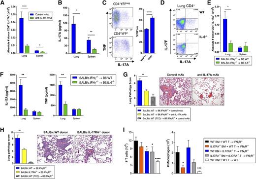 Figure 6. Recipient-derived IL-6 induces Th17-dependent IPS. Splenocytes from G-CSF mobilized BALB/c.WT donors were transplanted into B6.IFN-γR−/− recipients. Control or anti–IL-6R mAb (500 μg/dose) was administered on days −1 and +3. Lung and spleen tissue were harvested between days 7 to 11 after SCT. (A) Absolute number of donor CD4+ IL-17A+ T cells were calculated for both lung and spleen. Data from 2 replicate experiments is shown (n = 9 to 10 per group). Lung: ****P < .0001, Spleen: *P = .04, control vs anti–IL-6R mAb groups. (B) Donor CD4+ populations were isolated from lung and spleen tissues and cultured ex vivo with plate bound CD3/28 mAbs. IL-17A production in supernatants was measured using cytokine bead arrays. Data from 2 replicate experiments is shown ( n = 8 to 11 per group). Lung: *P = .03, Spleen: ****P < .0001, control vs anti–IL-6R mAb groups. (C) Splenocytes from G-CSF mobilized B6.IL-17-eYFP fate map reporter donors were transplanted into B6D2F1 recipients. Representative TNF production in fate reporter eYFP+ Th17 cells and eYFPneg T cells 7 days after SCT, mean ± SEM, n = 10 per group from 2 experiments, P < .0001. (D-F) G-CSF mobilized BALB/c.IFN-γ−/− grafts were transplanted into allogeneic B6.IL-6−/− recipients. (D) Representative plots of lung tissue showing intracellular IL-17A expression in donor CD4+ T cells in B6.WT or B6.IL-6−/− recipients are shown. (E) Absolute number of donor CD4+ IL-17A+ T cells in lung and spleen were calculated and data from 2 combined replicate experiments is shown (n = 9 to 12 per group). Lung: *P = .049, B6.WT vs B6.IL-6−/− recipients. (F) IL-17A and TNF production by ex vivo stimulated donor CD4+ populations isolated from lung and spleen (n = 5 to 7 per group). Lung: IL-17A, **P = .003; TNF, **P = .005, B6.WT vs B6.IL-6−/− recipients. (G) BALB/c.WT grafts (T-cell replete or TCD) were transplanted into B6.IFN-γR−/− recipients. Control or anti–IL-17A mAb (M210, 100 μg/dose) was administered every alternate day posttransplant starting from day 0 with lung tissue harvested on day 9. Data from 3 combined replicate experiments is shown (n = 13 to 16 per group). Lung pathology: **P = .002, control vs anti–IL-17A mAb treated groups. (H) BALB/c.WT or BALB/c.IL-17RA−/− donor grafts (T-cell replete or TCD) were transplanted into allogeneic B6.IFN-γR−/− recipients and lung tissue was harvested on days 9 to 11 post-SCT. Data from 3 combined replicate experiments is shown (n = 15 to 16 per T-cell replete group). Lung pathology: **P = .003, WT vs IL-17RA−/− grafts. (I) Mixing experiment utilizing grafts comprised of either BALB/c.IL-17RA−/− BM or T cells in combination with BALB/c.WT BM or T cells transplanted into allogeneic B6.IFN-γR−/− recipients. Lung tissue was harvested on days 7 and 8, digested, and T cells and macrophages enumerated. Data from 2 combined replicate experiments is shown (n = 8 to 10 per group). T cells: **** P < .0001, WT recipients (white bars) vs IFN-γR−/− recipients (black bars) of WT BM + WT T-cell grafts; *P = .01, WT BM + IL-17RA−/− T cell grafts (blue bars) vs WT BM + WT T-cell grafts (black bars) into IFN-γR−/− recipients; *P = .02, IL-17RA−/− BM + IL-17RA−/− T-cell grafts (gray bars) vs WT BM + WT T-cell grafts (black bars) into IFN-γR−/− recipients. Macrophages: ***P = .0004, WT recipients (white bars) vs IFN-γR−/− recipients (black bars) of WT BM + WT T-cell grafts; * P = .02, IL-17RA−/− BM + WT T-cell grafts (orange bars) vs WT BM + WT T-cell grafts (black bars) into IFN-γR−/− recipients.