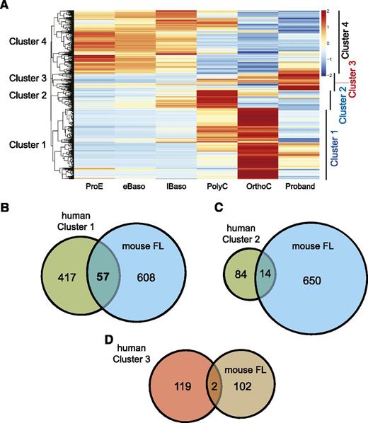 Figure 3. KLF1 differentially expressed genes. (A) Hierarchical clustering of RNA samples from ex vivo cultured primary erythroid cultures and the proband (column 6), color coded by expression level. Cluster 1 contains genes that are upregulated during normal terminal erythroid differentiation (OrthoC), but not in the proband. Cluster 2 contains genes, which are normally upregulated at the polychromatic erythroblast stage (PolyC), then down regulated in OrthoC, but not expressed in the proband. Cluster 3 contains genes that are more highly expressed in the proband than any of the stages of normal erythroid differentiation. Cluster 4 contains a list of genes that are highly expressed in normal proerythroblasts (ProE), then downregulated upon normal terminal differentiation. (B) Venn diagram of overlap of differentially expressed genes from Cluster 1 and from mouse Klf1-dependent genes as determined in reference 29 (ie, those genes with significantly less expression in fetal liver from Klf1−/− mice vs Klf1+/+ litter mates). (C) Overlap of differentially expressed genes from Cluster 2 with mouse Klf1 differentially expressed genes. (D) Overlap of differentially expressed genes from Cluster 3 with those genes upregulated in Klf1−/− mouse fetal liver.